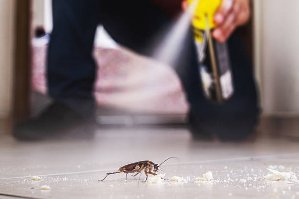Best Affordable Pest Control Services  in Cotati, CA
